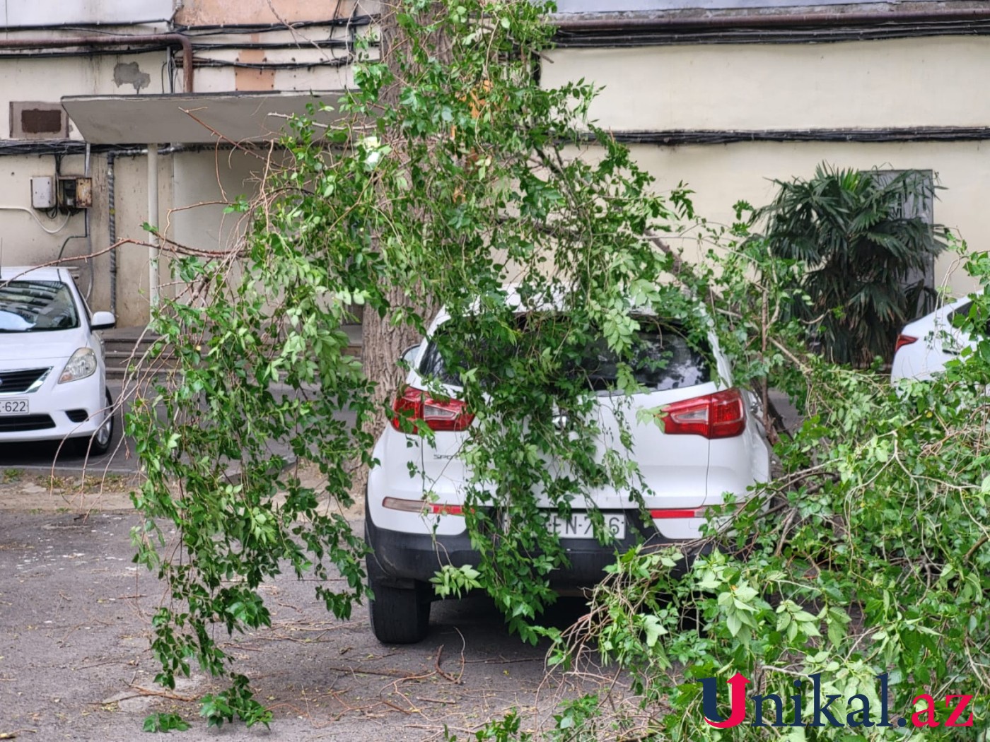 Bakıda ağac avtomobillərin üzərinə aşdı - FOTOLAR